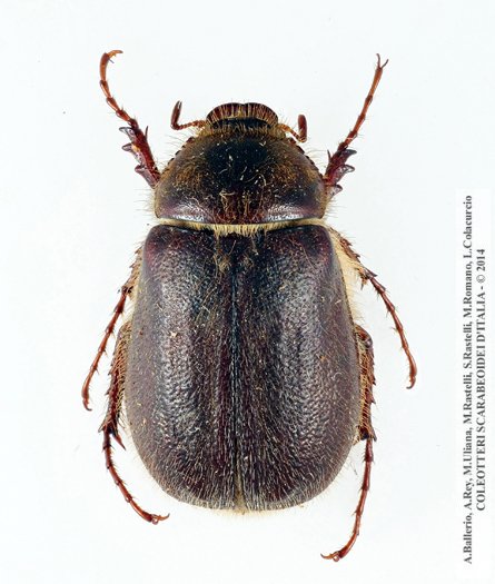 Aplidia villigera